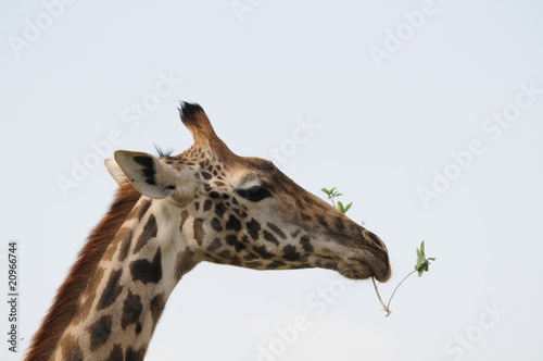 Giraffe