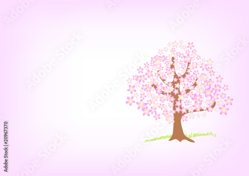 桜の便り