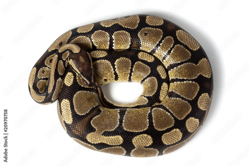 Obraz premium Royal, Ball Python (regius)