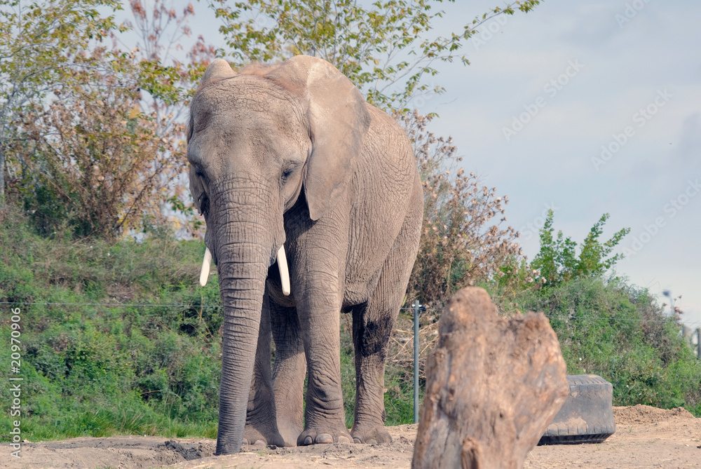 Obraz premium Elephant