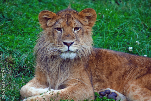 Young male lion © nialat