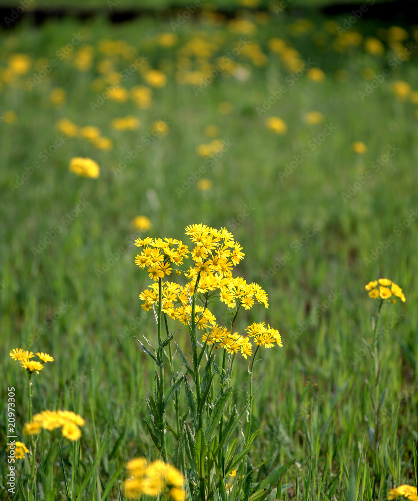 サワオグルマの花 サワオグルマの花