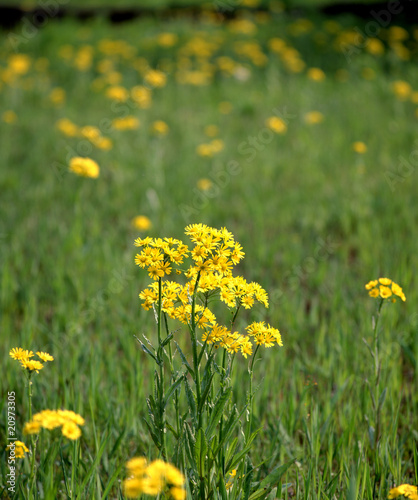 サワオグルマの花 © varts