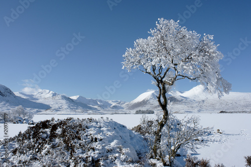 Frozen loch and tree