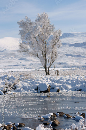 Frosty tree