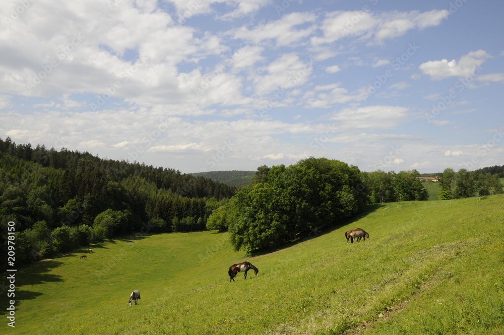 Pferde auf einer Weide