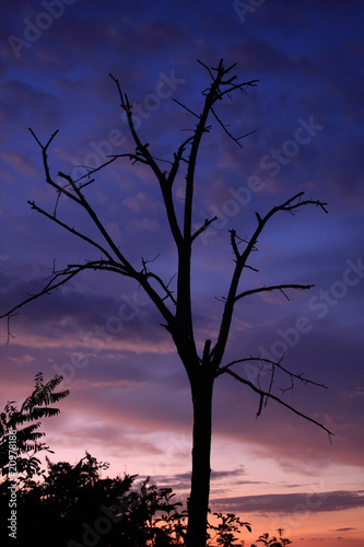 A dry tree © Arpad