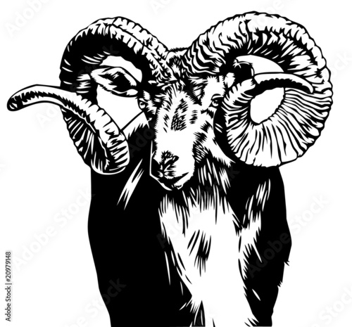 bighorn sheep