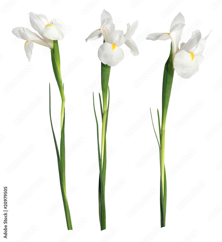 Obraz premium white iris