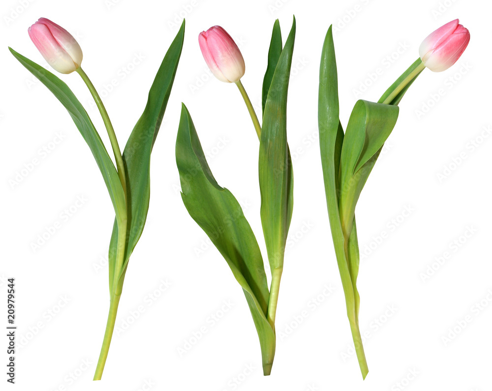 Obraz premium pink tulips