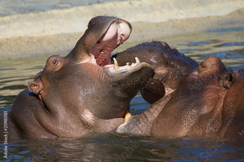 hippos in the water_1