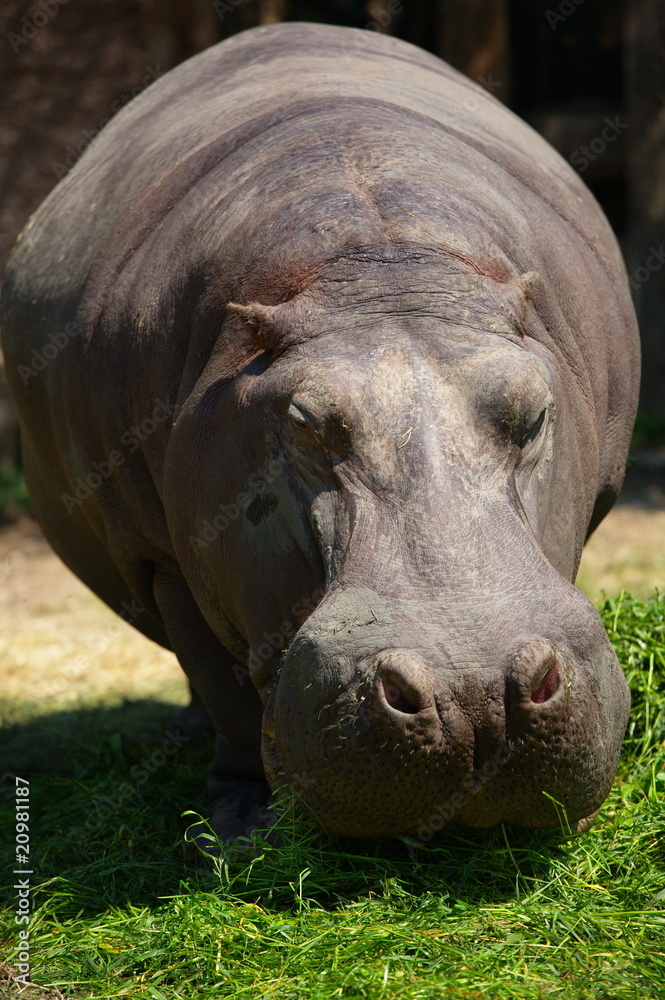 hippo eating_1 hippo eating_1