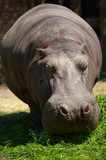hippo eating_1
