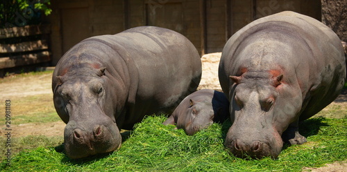 hippos family_2