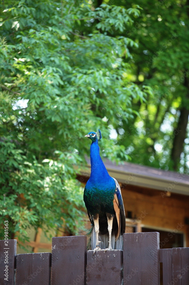 Fototapeta premium royal peacock
