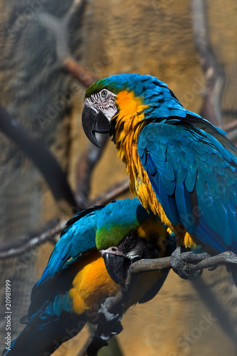 Photography Yellow and blue parrots