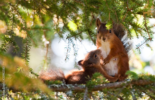 Breastfeeding Squirrel