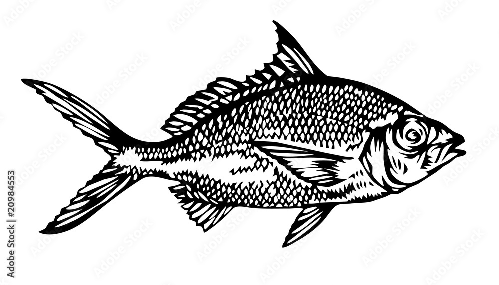 fish fish