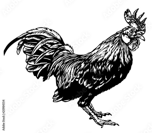 chicken