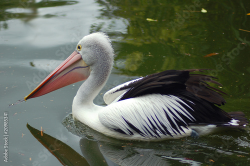 pelican