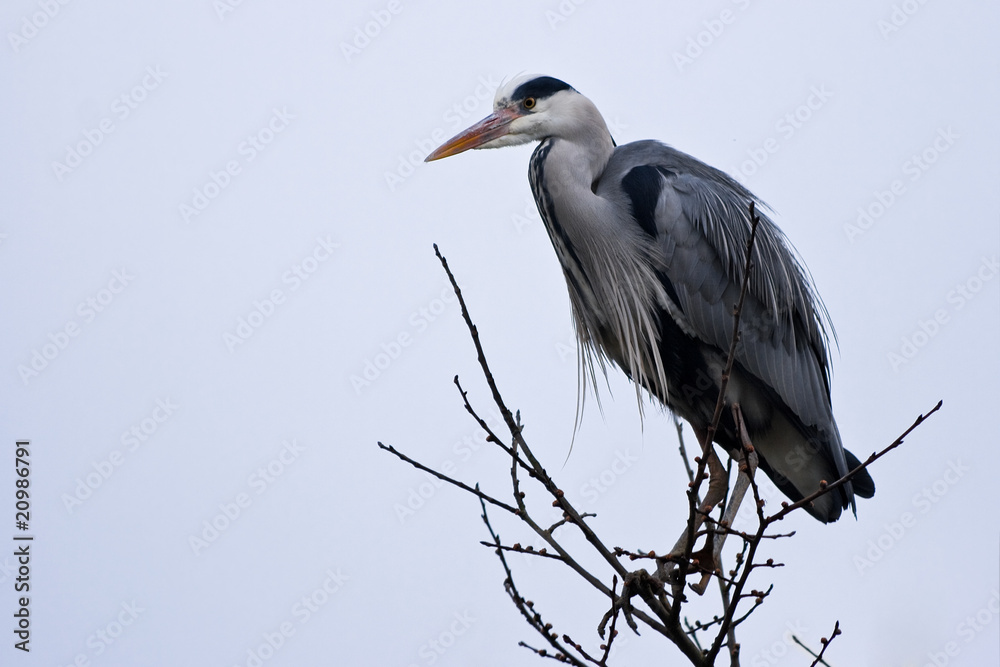 Obraz premium Grey heron in tree