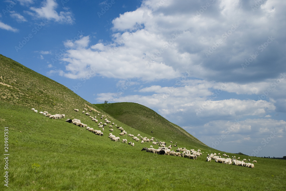 Fototapeta premium nature background with sheeps herd