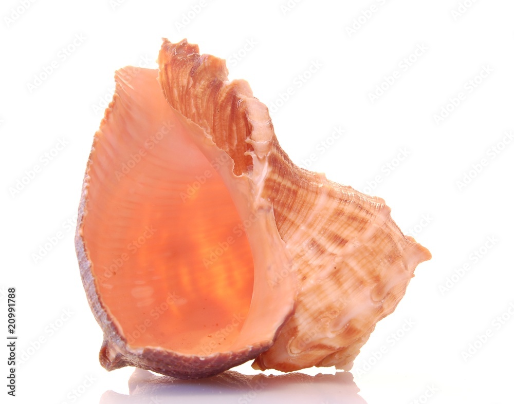 muszla muszla