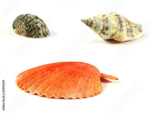 3 sea cockleshells