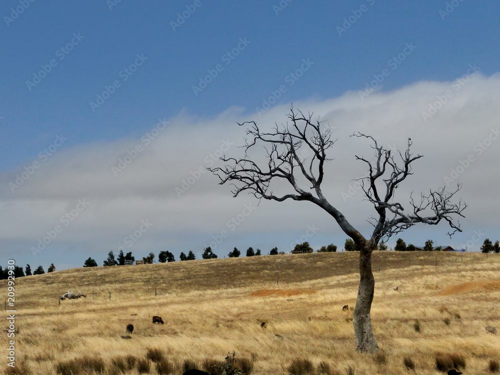 Obraz premium dead tree in countryside