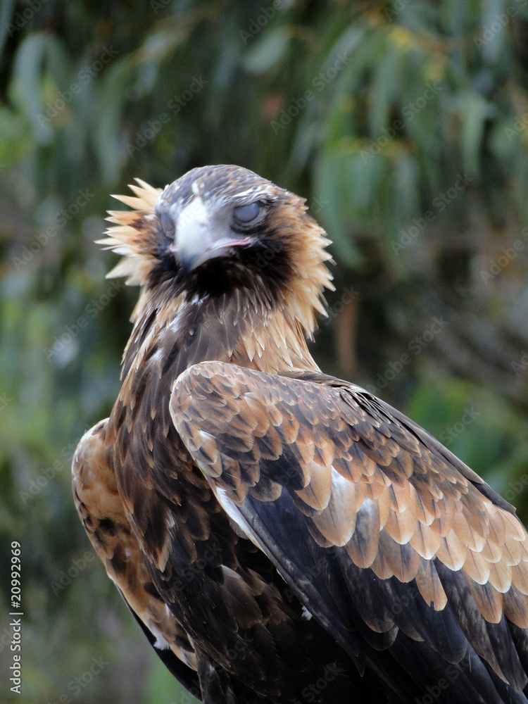 Obraz premium aaustralian Eagle