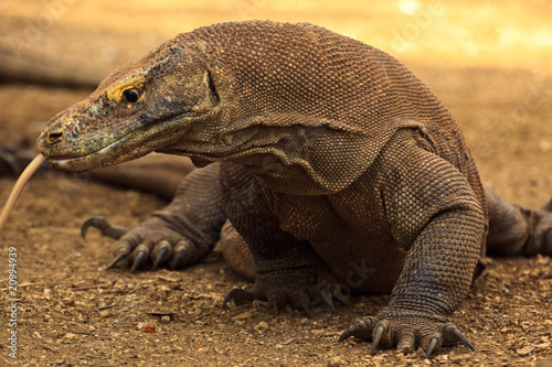 Head, Split Tongue, Claws of  Hissing Komodo Dragon photo