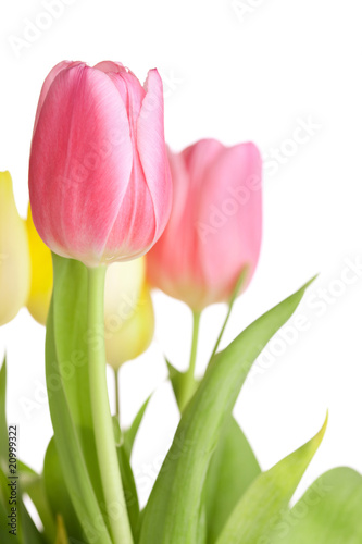 Beautiful pink tulip flowers