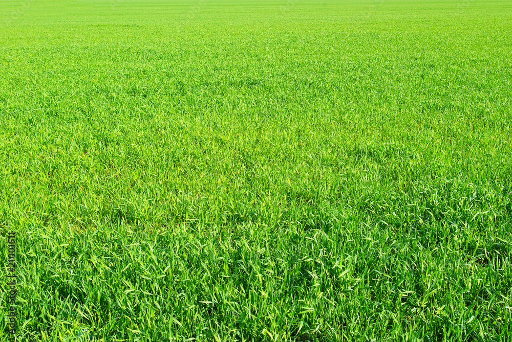 green grass green grass