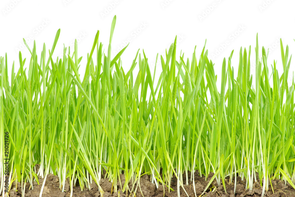 grass grass