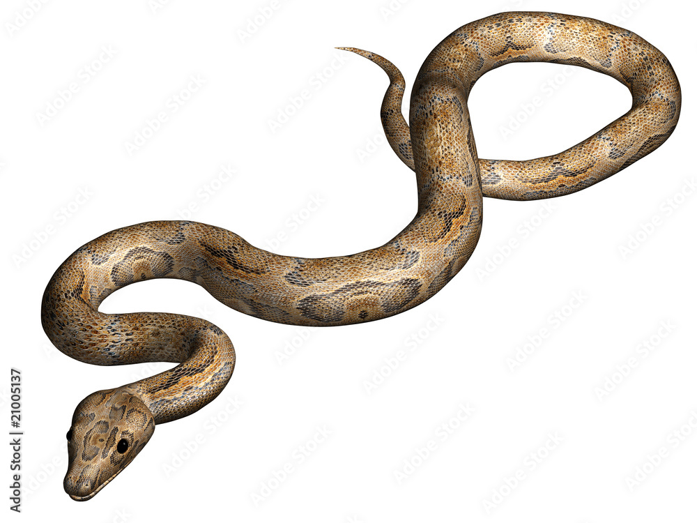 Snake isolated Snake isolated