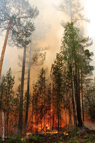 Forest fire