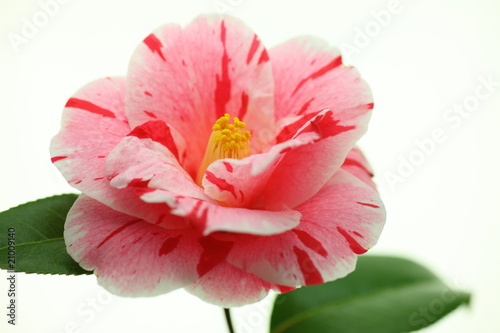 Camellia japonica 'Hatsuseyama'
