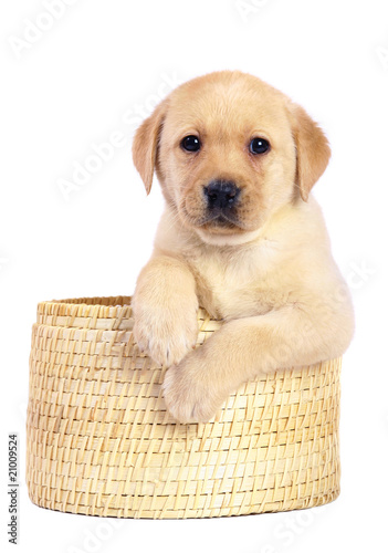 Pup in a basket.