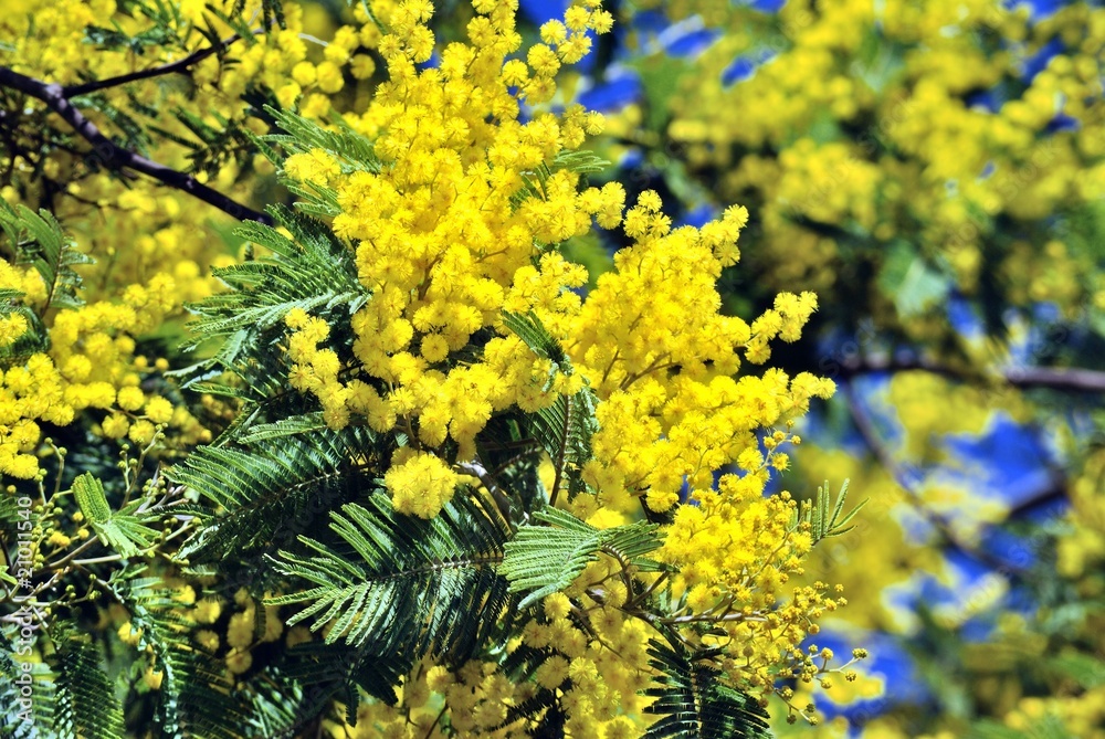 Mimosa in fiore Mimosa in fiore