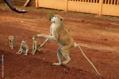 African wild monkeys eating people food