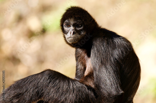 regard de singe araignée