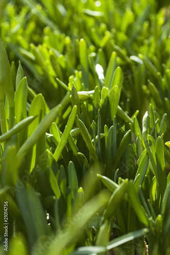 Green spring