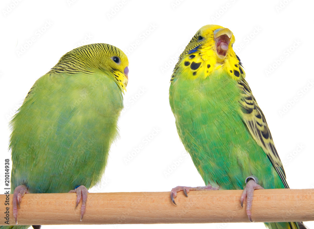 Obraz premium pair budgerigar on white background
