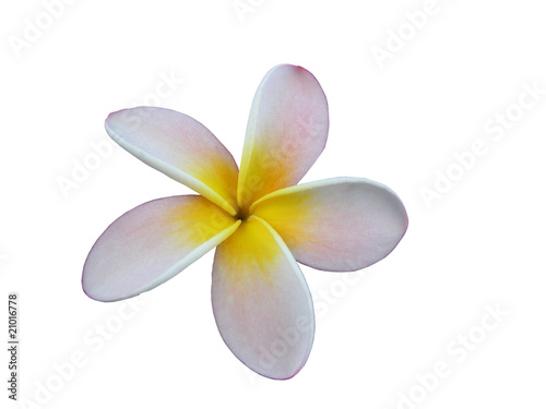Frangipani - Plumeria auf weißem Hintergrund