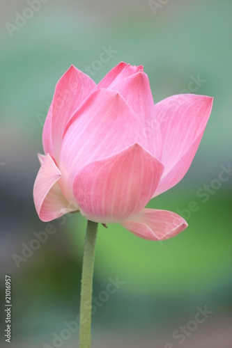 Pink lotus  Thailand.