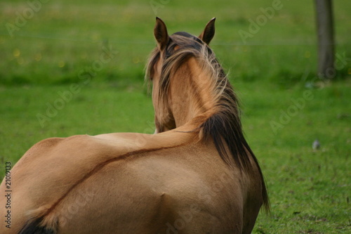 Pferd liegend mit Aalstrich