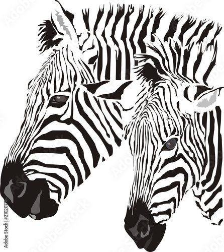 two zebras