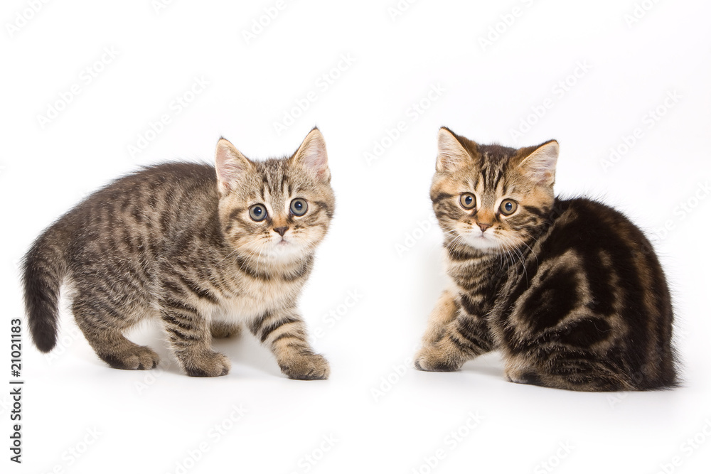 British kitten on white background British kitten on white background