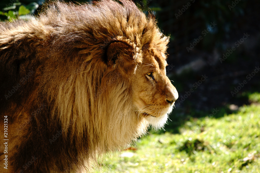 Naklejka premium le roi lion