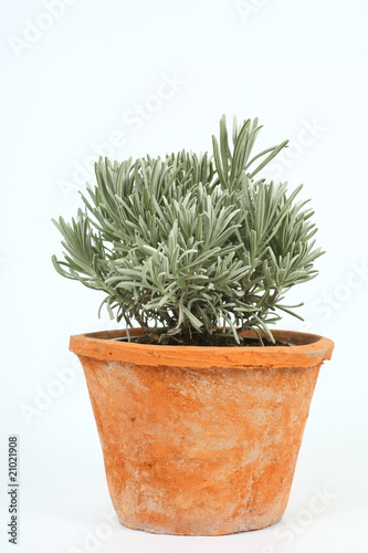 Fototapeta Naklejka Na Ścianę i Meble -  Lavendel im Topf
